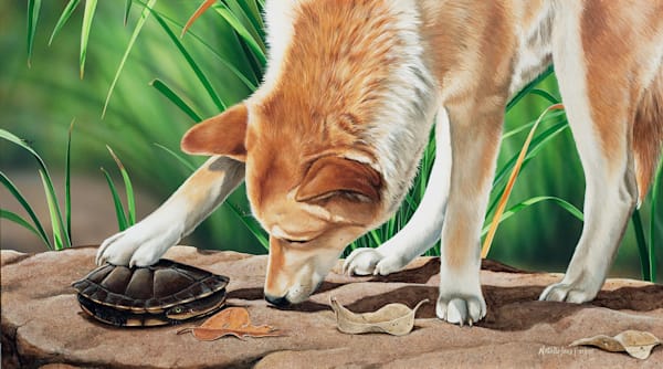 Dingo (Canis familiaris) with an Eastern Snake-necked Turtle (Chelodina longicollis) Australian Wildlife Art by Natalie Jane Parker