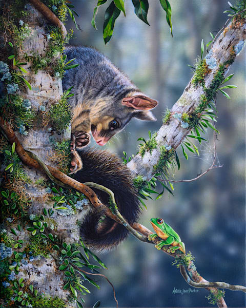 Common Brushtail Possums (Trichosurus vulpecula) and a Red-eyed Tree Frog (Litoria chloris) Australian Wildlife Art by Natalie Jane Parker