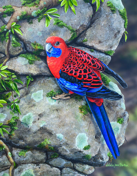 Crimson Rosella (Platycercus elegans) Australian Wildlife Art by Natalie Jane Parker