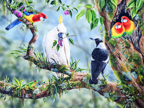 Centre of Attention | Australian Wildlife Art Print by Natalie Jane Parker