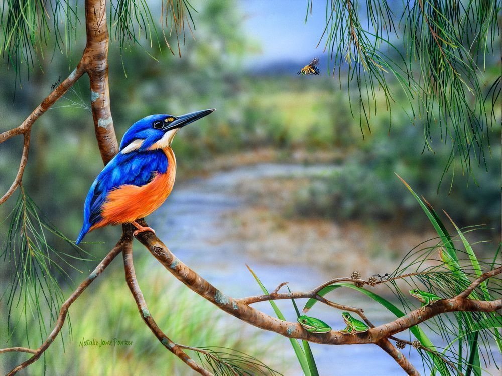 Azure Kingfisher (Ceyx azureus) Australian Wildlife Art by Natalie Jane Parker