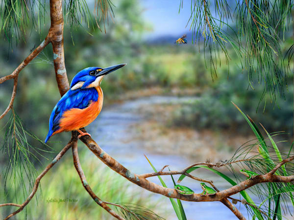 Azure Kingfisher (Ceyx azureus) Australian Wildlife Art by Natalie Jane Parker