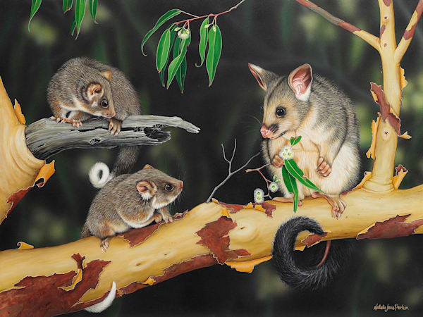 2 Eastern Ringtail Possums (Pseudocheirus peregrinus) with a Common Brushtail Possums (Trichosurus vulpecula) Australian Wildlife Art by Natalie Jane Parker