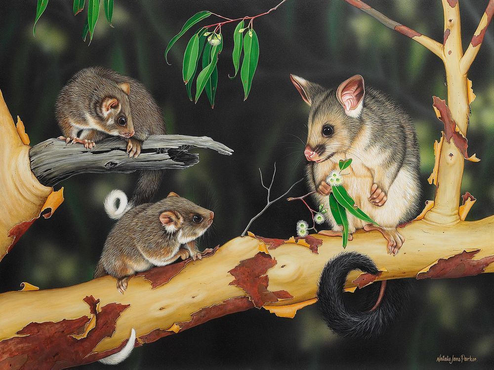 2 Eastern Ringtail Possums (Pseudocheirus peregrinus) with a Common Brushtail Possums (Trichosurus vulpecula) Australian Wildlife Art by Natalie Jane Parker