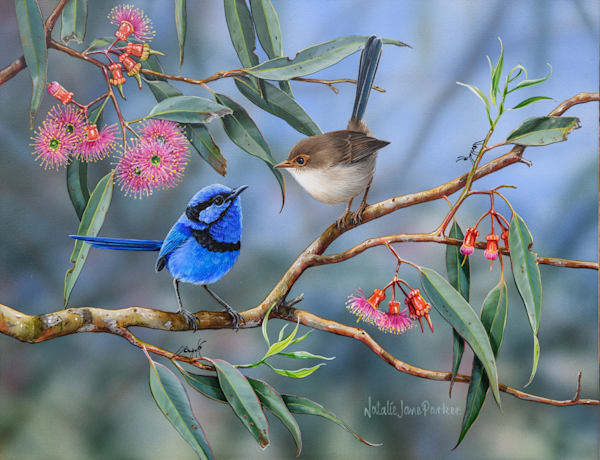Splendid Fairy-wren (Malurus splendens) Australian Wildlife Art by Natalie Jane Parker