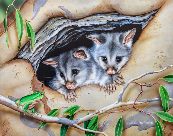 Common Brushtail Possums (Trichosurus vulpecula) with Green Tree Frog (Litoria caerulea) Australian Wildlife Art by Natalie Jane Parker