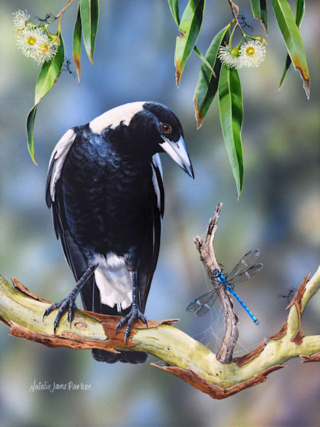 Australian Magpie (Gymnorhina tibicen) & Whitewater Rockmaster (damselfly) (Diphlebia lestoides) Australian Wildlife Art by Natalie Jane Parker