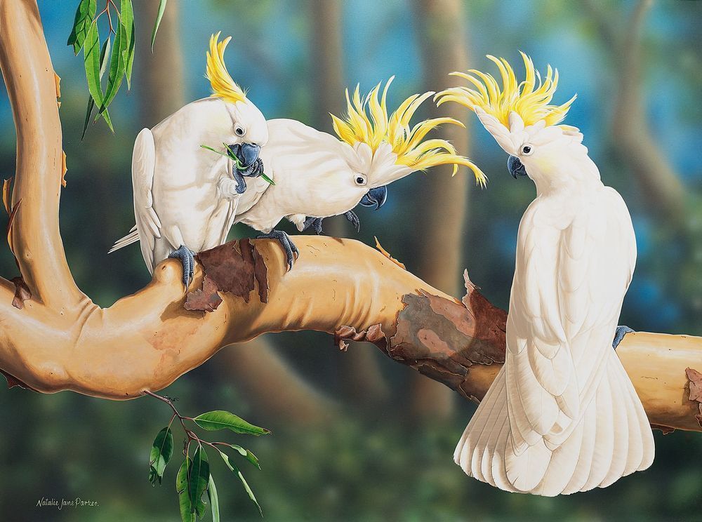 Sulphur-crested Cockatoo (Cacatua galerita) Australian Wildlife Art by Natalie Jane Parker