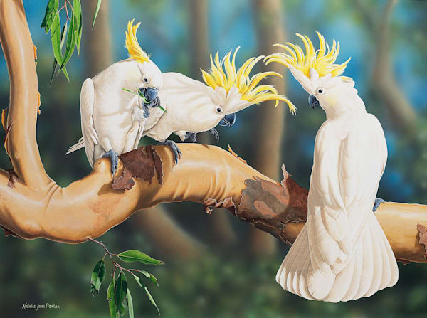 Sulphur-crested Cockatoo (Cacatua galerita) Australian Wildlife Art by Natalie Jane Parker