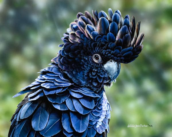 Red-tailed Black-Cockatoo (Calyptorhynchus banksii) Australian Wildlife Art by Natalie Jane Parker