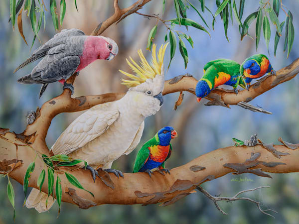 Parrot Art Prints | Australian Parrots by Natalie Jane Parker