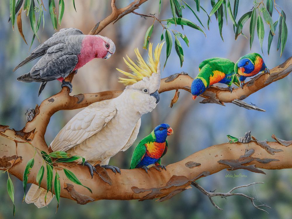 Galahs (Eolophus roseicapilla) with Sulphur-crested Cockatoo (Cacatua galerita) Australian Wildlife Art by Natalie Jane Parker
