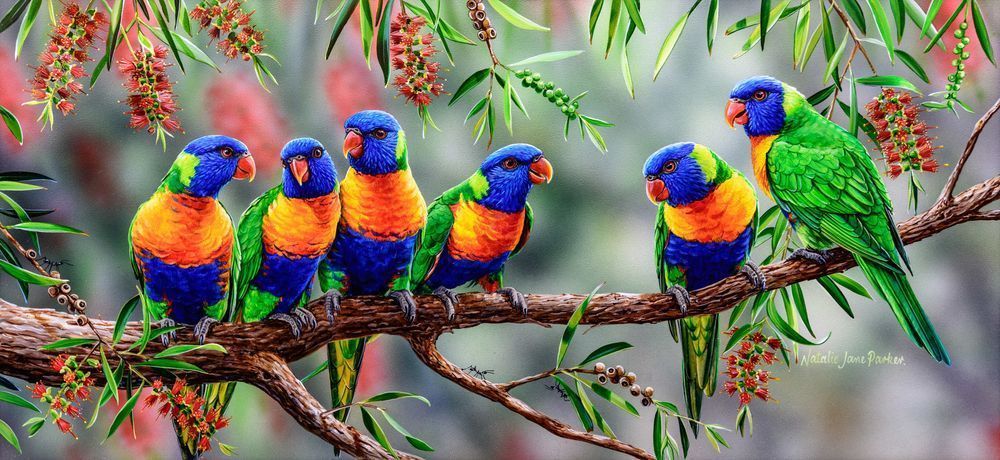 Rainbow Lorikeet (Trichoglossus moluccanus) Australian Wildlife Art by Natalie Jane Parker