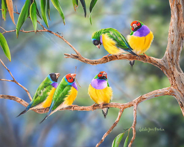 Gouldian Finches (Erythrura gouldiae) Australian Wildlife Art by Natalie Jane Parker