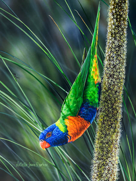 Rainbow Lorikeet (Trichoglossus moluccanus) Australian Wildlife Art by Natalie Jane Parker