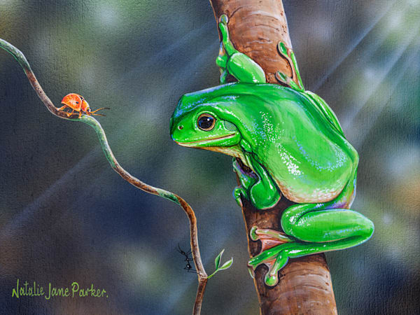 Green Tree Frog (Litoria caerulea) with Beetle Australian Wildlife Art by Natalie Jane Parker
