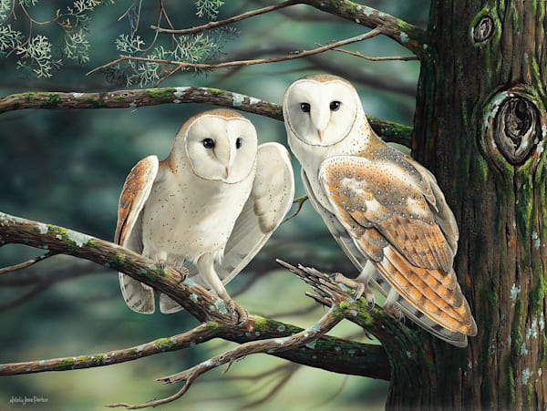Barn Owls (Tyto alba) Australian Wildlife Art by Natalie Jane Parker