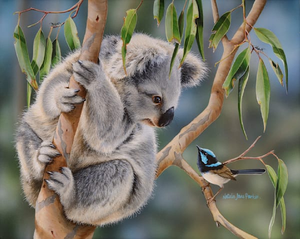 Koala Art Prints