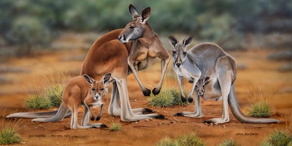 Red Kangaroo (Osphranter rufus) family Australian Wildlife Art by Natalie Jane Parker