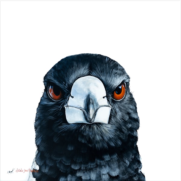 Australian Magpie - Australian Wildlife Portrait