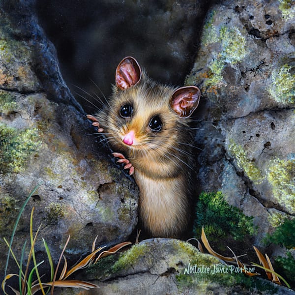 Mountain Pygmy Possum (Burramys parvus) Australian Wildlife Art by Natalie Jane Parker