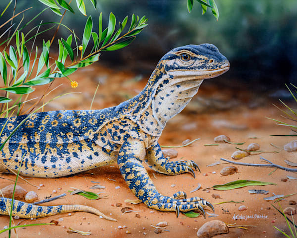 Arid Traveller   Sand Monitor Art | Natalie Parker Prints