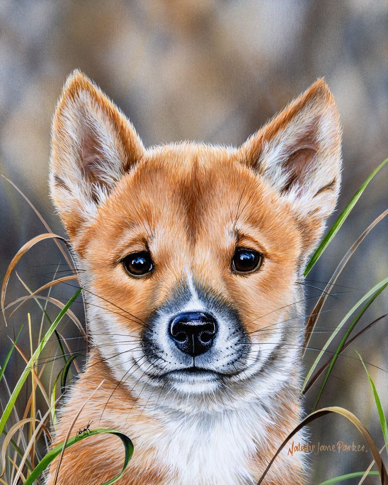 Dingo (Canis familiaris) Australian Wildlife Art by Natalie Jane Parker