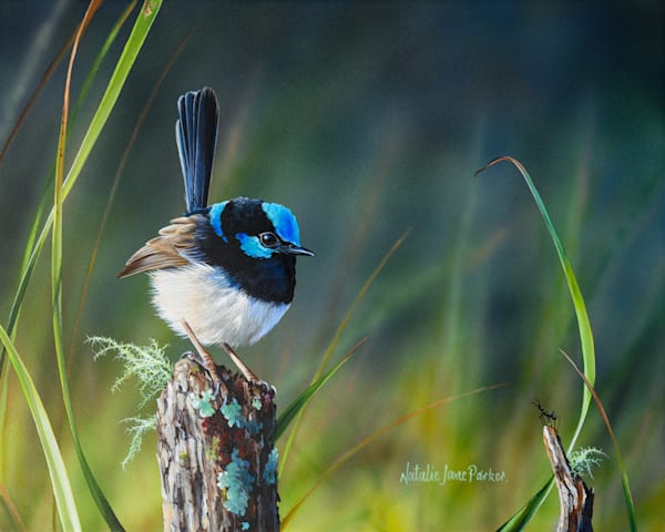 The Superb Fairy-Wren: A Study in Afternoon Colours