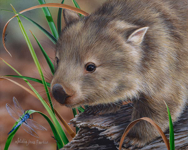 Bare-nosed Wombat (Vombatus ursinus) with a Common Bluetail Damselfly (Ischnura heterosticta) Australian Wildlife Art by Natalie Jane Parker