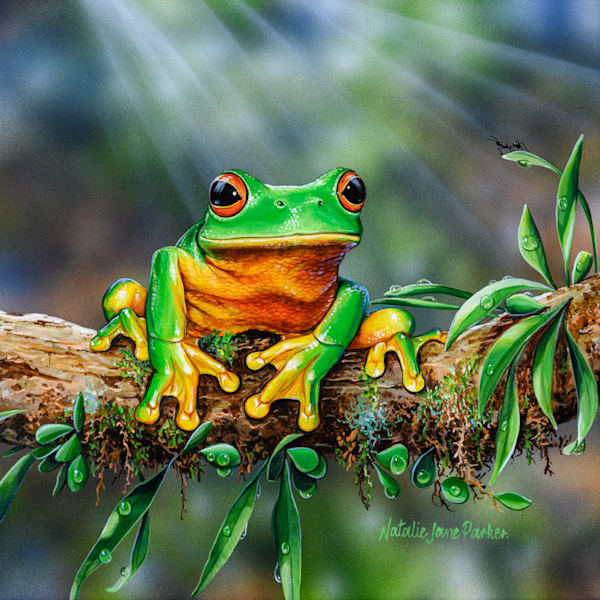 After the Rain - Red-eyed Tree Frog Art Print | Australian Amphibian Art