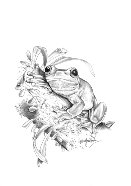 Red-eyed Tree Frog (Litoria chloris) Graphite Pencil Drawing Australian Wildlife Art by Natalie Jane Parker