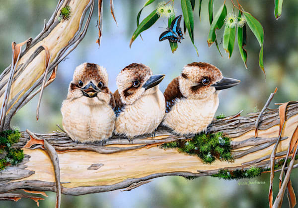 "Family Laughter" - Laughing Kookaburra Art Print | Natalie Jane Parker