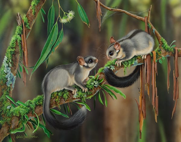 Leadbeater's Possum (Gymnobelideus leadbeateri) Australian Wildlife Art by Natalie Jane Parker