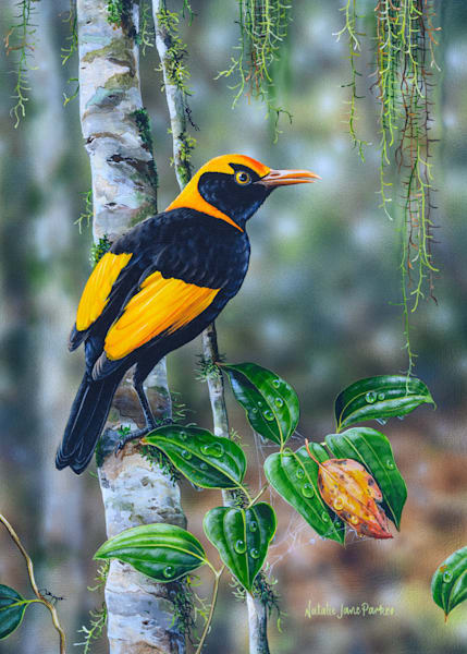 Regent Bowerbird Art Print | "Forest Magic" by Natalie Jane Parker