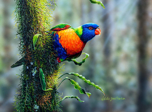 Rainbow Lorikeet (Trichoglossus moluccanus) Australian Wildlife Art by Natalie Jane Parker