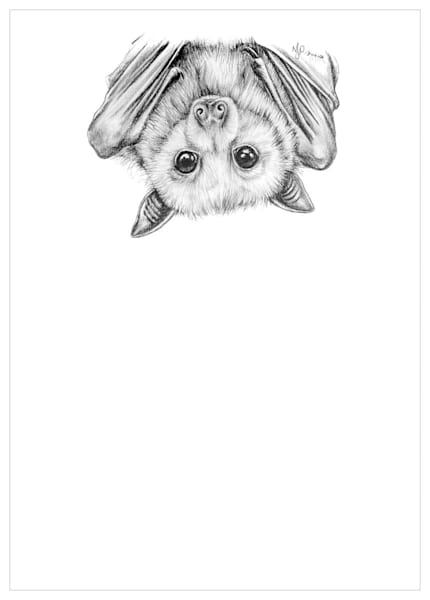 Flying Fox Pencil Drawing