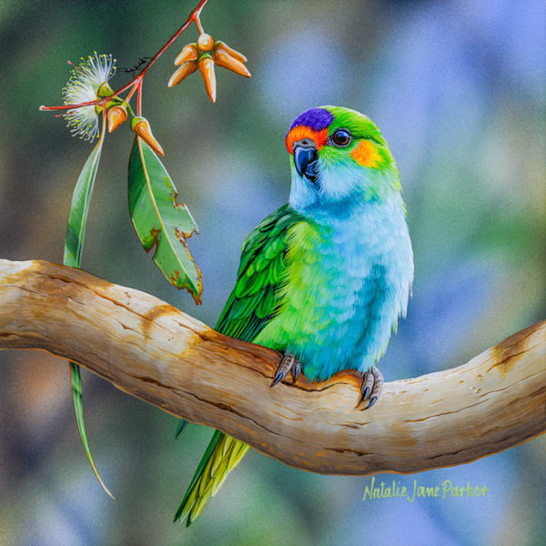 Purple-crowned Lorikeet (Parvipsitta porphyrocephala) Australian Wildlife Art by Natalie Jane Parker