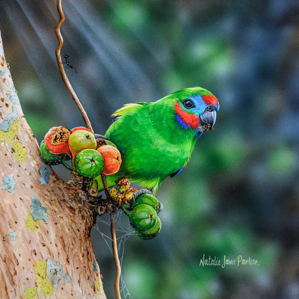 Fig Feast - Double-eyed Fig-Parrot Art Print | Small Australian Parrot Art