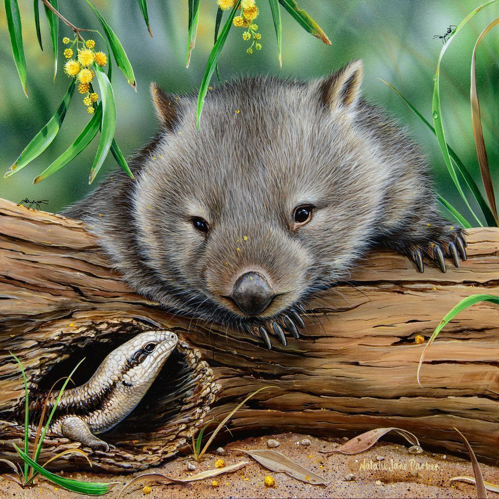 Bare-nosed Wombat (Vombatus ursinus) with a Eastern Blue-tongue Lizard (Tiliqua scincoides) Australian Wildlife Art by Natalie Jane Parker