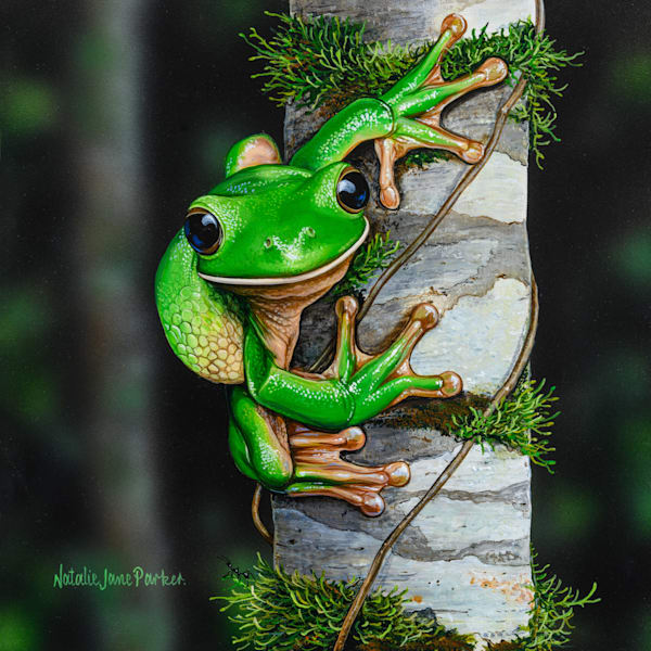 White-lipped Tree Frog (Litoria infrafrenata) Australian Wildlife Art by Natalie Jane Parker