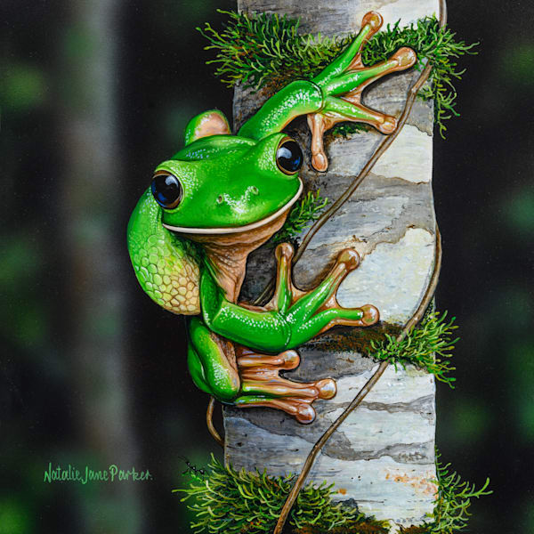 Australian Frog Collection featuring a White-lipped tree frog, a Red-eyed tree frog and  a Common green tree frog.
Australian Wildlife Art