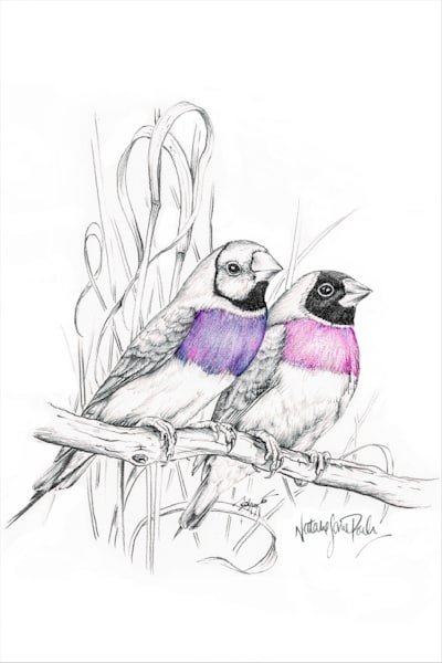 Gouldian Finches (Erythrura gouldiae) Graphite Pencil Sketch with a touch of colour Australian Wildlife Art by Natalie Jane Parker
