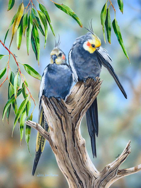 Cockatiels aka weero/weiro or quarrion (Nymphicus hollandicus) Australian Wildlife Art by Natalie Jane Parker