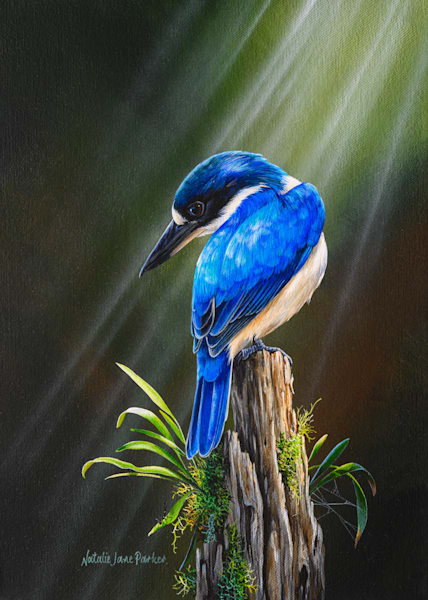 Deep in the Forest - Forest Kingfisher Art Print | Australian Woodland Bird Art