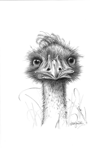 Emu (Dromaius novaehollandiae) Graphite Pencil Drawing Australian Wildlife Art by Natalie Jane Parker