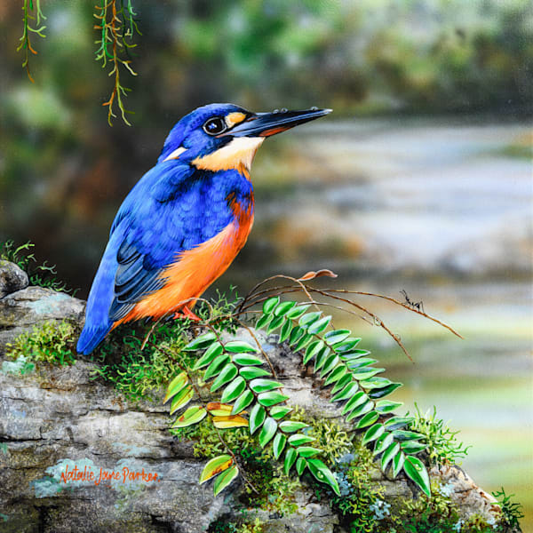 Azure kingfisher (Ceyx azureus) Australian Wildlife Art by Natalie Jane Parker