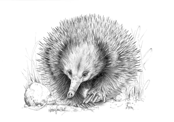 Short-beaked Echidnas (Tachyglossus aculeatus) Graphite Pencil Drawing Australian Wildlife Art by Natalie Jane Parker