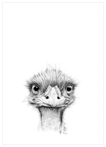 Emu Pencil Drawing