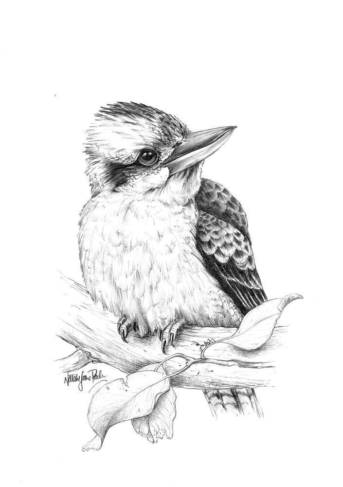 "Aussie Songster" - Laughing Kookaburra Graphite Art Print | Natalie Jane Parker
