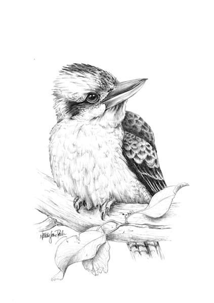 "Aussie Songster" - Laughing Kookaburra Graphite Art Print | Natalie Jane Parker